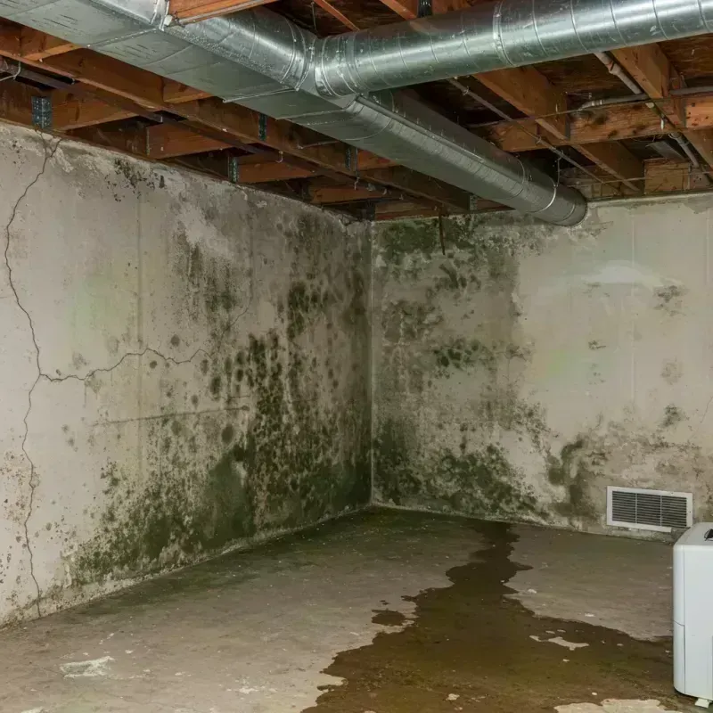 Professional Mold Removal in Warsaw, KY